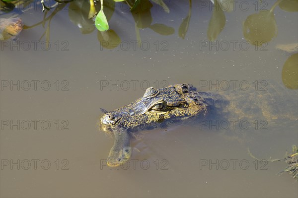 Yacare caiman