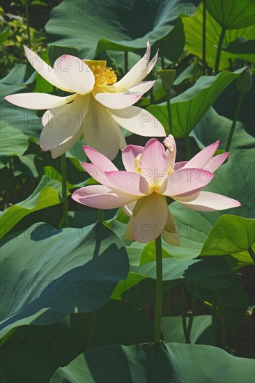 Sacred lotus