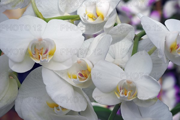 Moth orchid