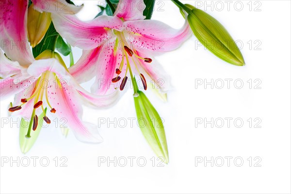 Lily flowers corner frame over white background copyspace