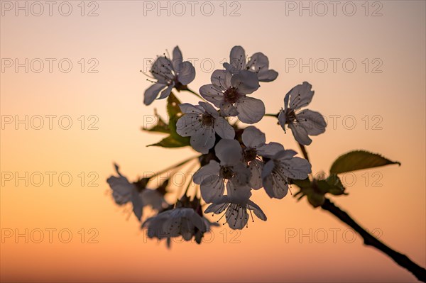 Wild cherry