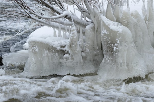 Bush covered with ice