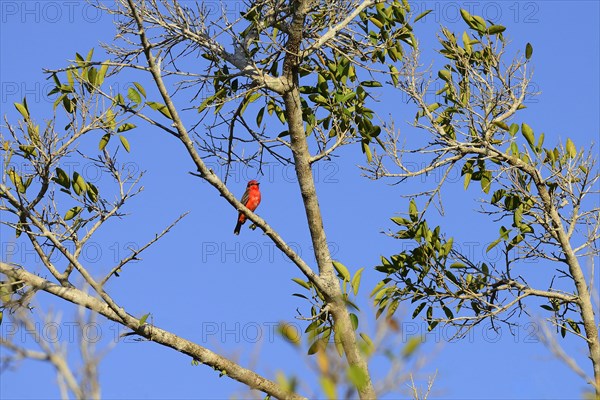 Vermilion flycatcher