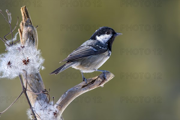 Coal tit