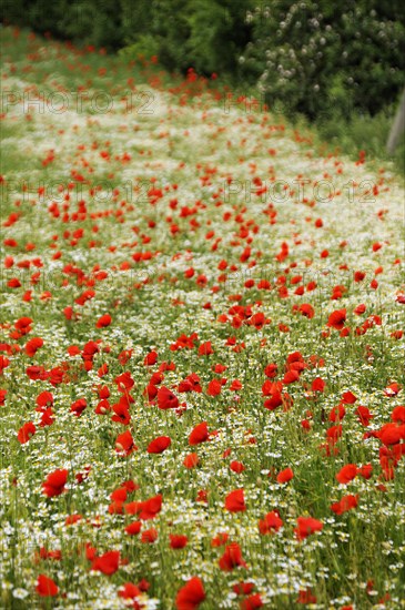 Field with corn poppy