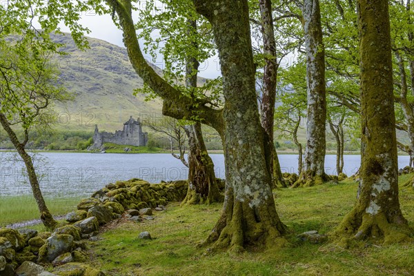 Small beech forest at the edge of a lake with Castle Kilchurn