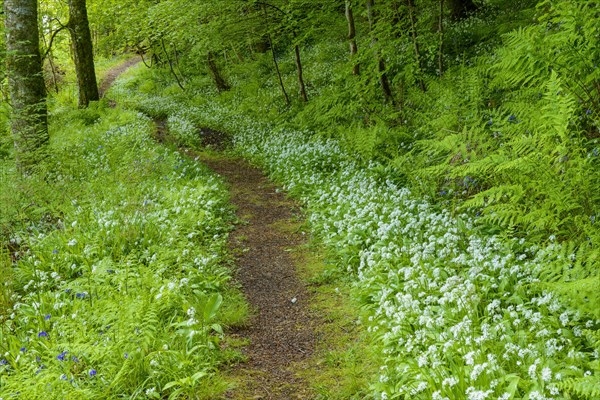 A path in spring forest with bear's garlic and bluebells