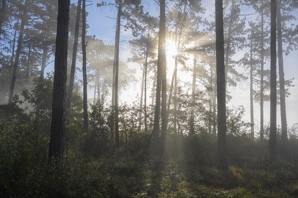 Forest in the morning with fog and sun