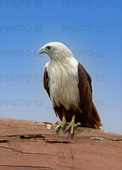 White-headed Kite