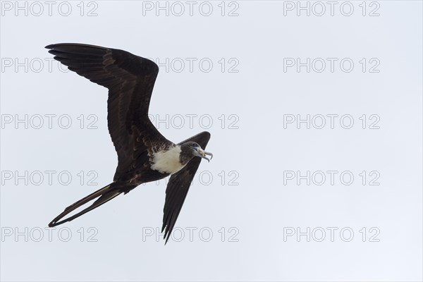 Magnificent frigatebird