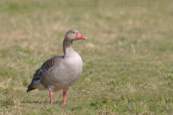 Greylag goose