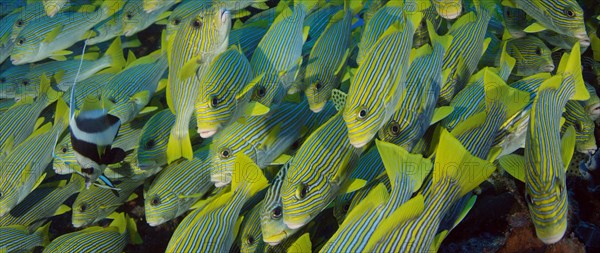 Very big school of Ribboned sweetlips