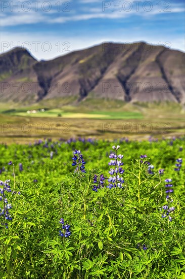 Blue flowering nootka lupins