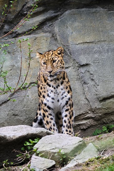 Amur leopard