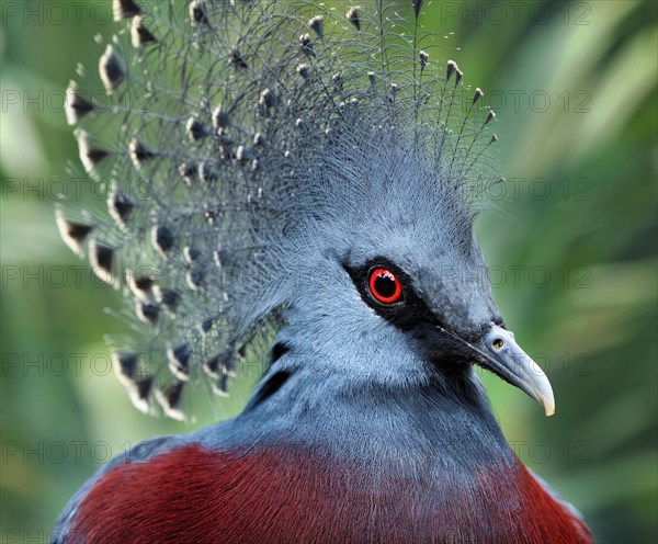 Southern Crowned Pigeon