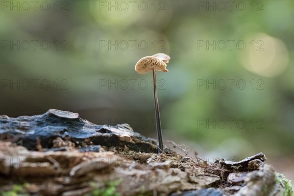 Marasmius alliaceus