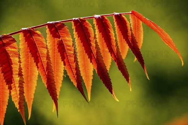 Leaf of the staghorn sumac