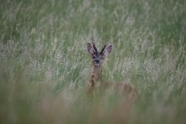 European roe deer