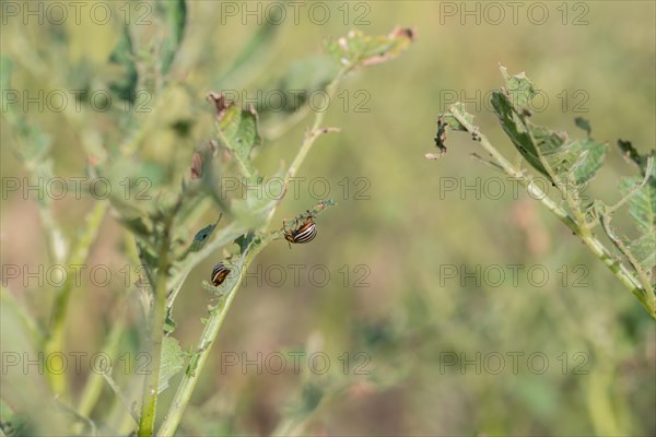 Colorado potato beetle