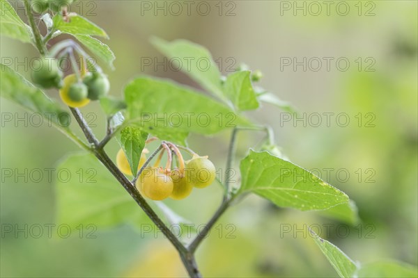 Yellow-fruited solanum physalifolium