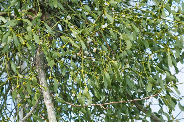 European mistletoe