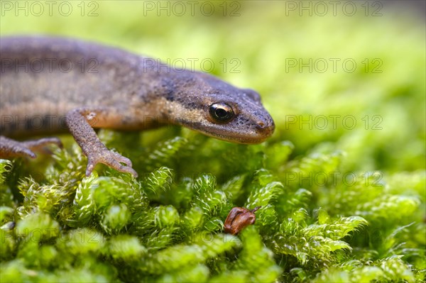 Common newt