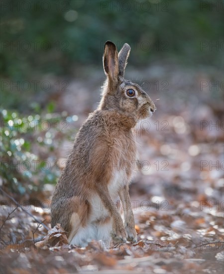 European hare