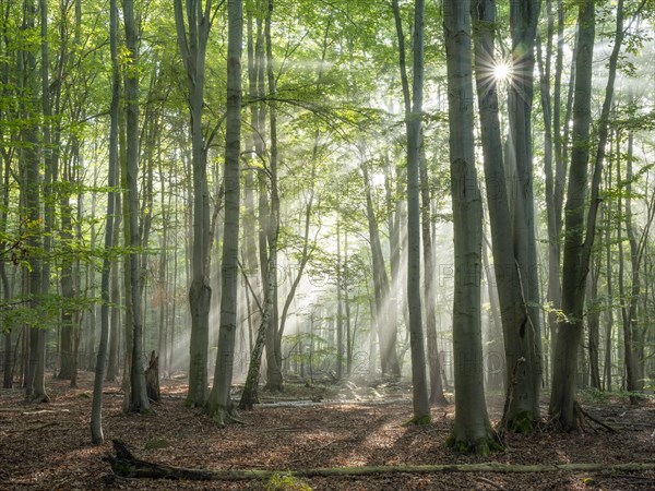 Light-flooded natural old beech forest with deadwood