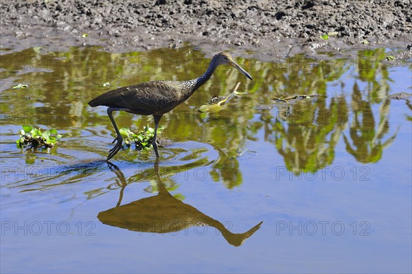 Limpkin