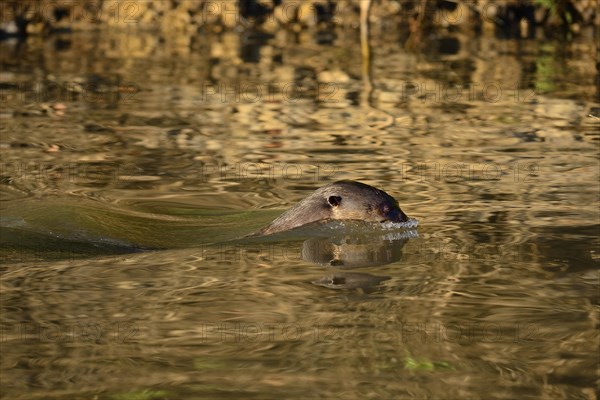 Swimming giant otter