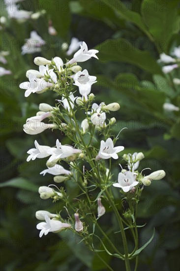 Foxglove beard-tongue