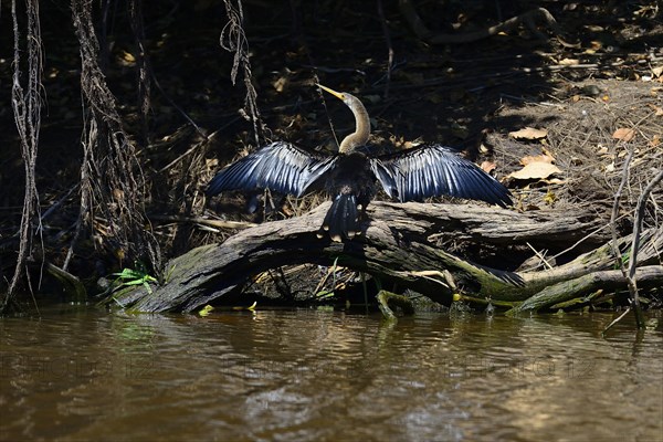 Anhinga