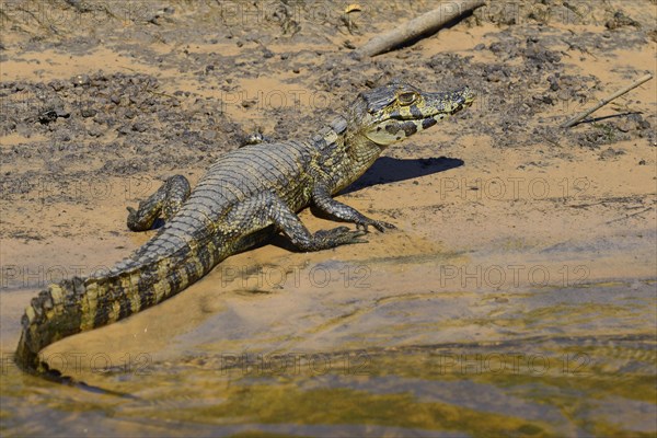 Resting yacare caiman