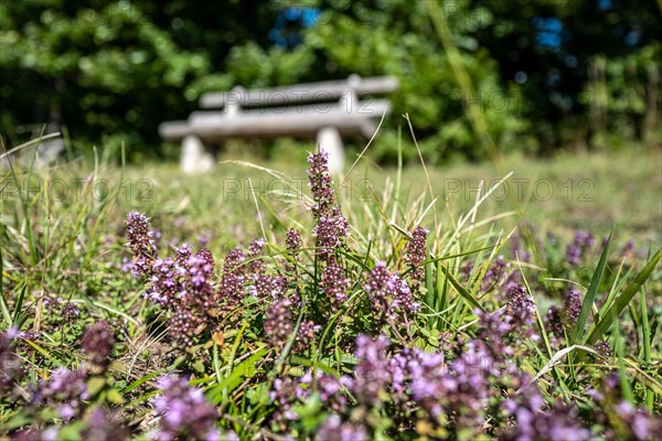 A park bench with a table invites you to take a rest in a meadow. In the foreground some meadow flowers are blooming