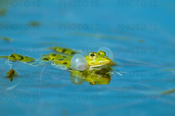 Marsh frog