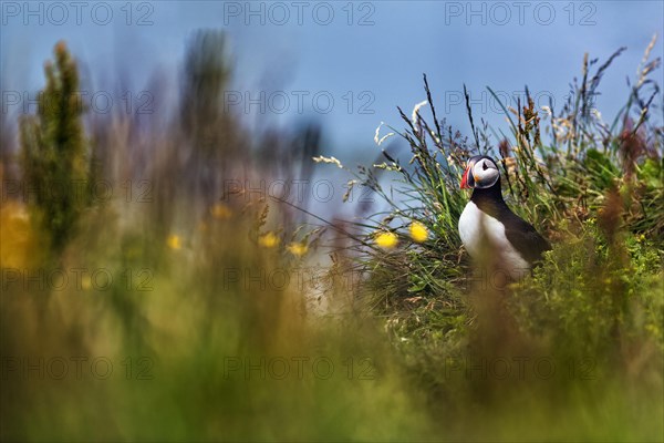 Single puffin