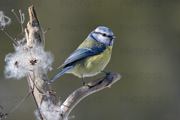 Blue tit