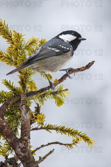 Coal tit