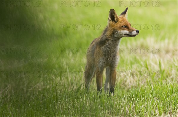 Red fox