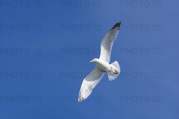 Silver gull in flight