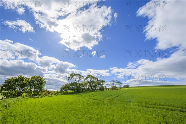 Countryside in spring