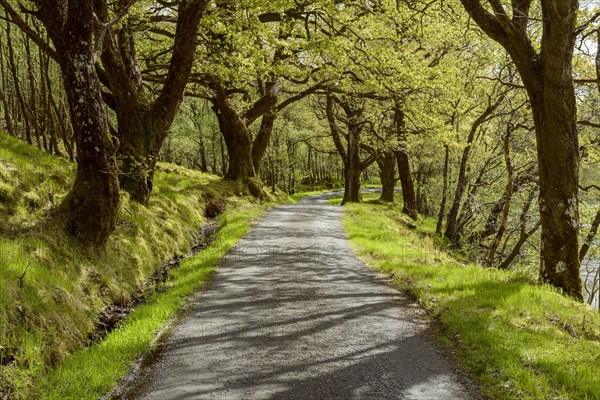 Scottish single track road street lined with old oak trees in spring