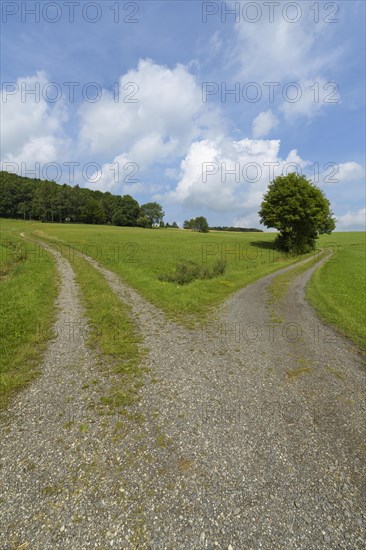 Forked dirt road in summer
