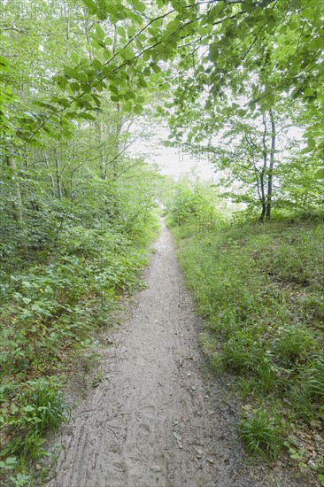 Forest path