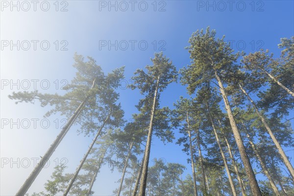 View in the tree tops of a pine forest in the morning with fog