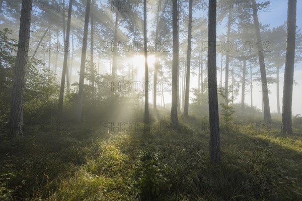 Forest in the morning with fog and sun