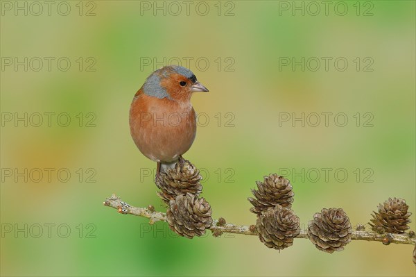 Common chaffinch