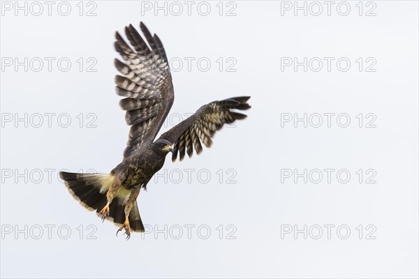 Snail kite