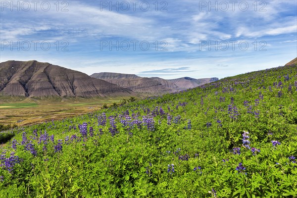 Blue flowering nootka lupins