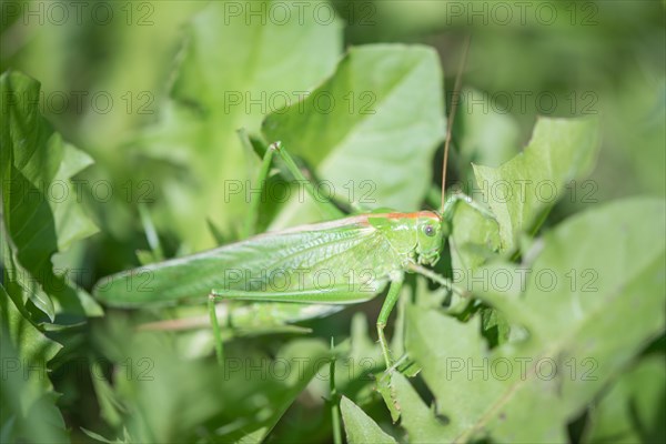 Great green bush cricket